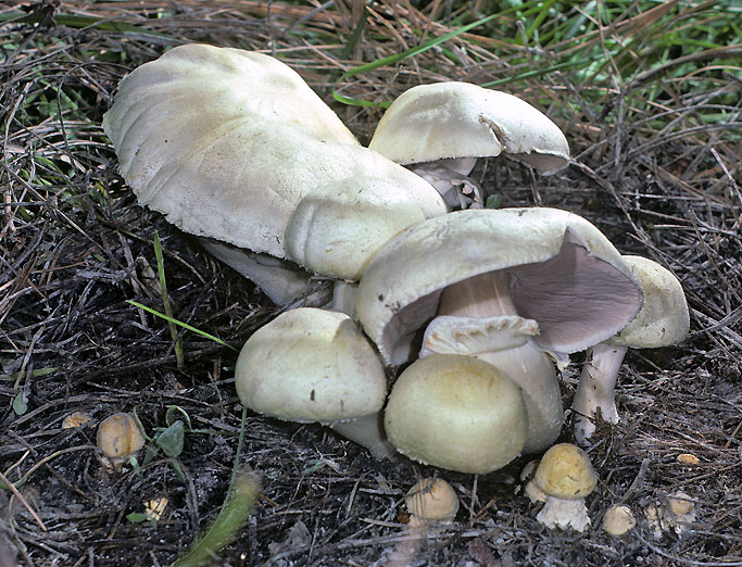 Agaricus coepiochraceus